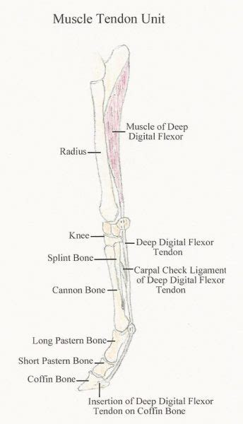 All of the leg muscles, if you're doing them correctly. Equine Lameness - is it preventable? - Keith L. Wagner, DVM
