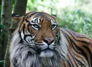 Facebook oficial del club tigres tigres.com.mx. TIGRES DE VENGALA: TIGRE SUMATRA