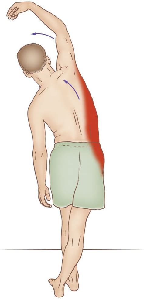 Want to learn more about it? Quadratus lumborum - Stretching - Learn Muscles