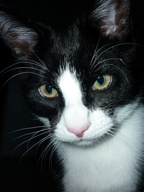 Fotos Gratis En Blanco Y Negro Ver Retrato Gatito Oscuridad Gato Negro Monocromo De