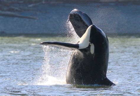 Party Crashers Orcas Arrive In Time To Steal The Spotlight From Gray