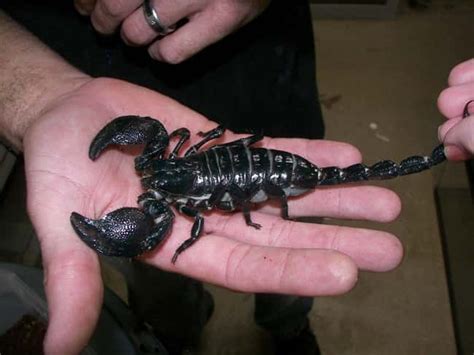 Things You Never Knew About The Emperor Scorpion The Biggest Scorpion