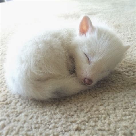 Albino Baby Animals