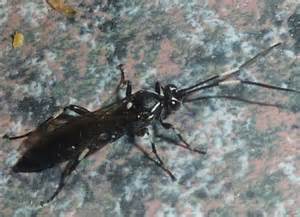 Black Flying Insect Looks Like Wasp Mice