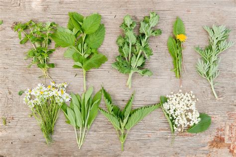 The Ultimate Secrets Of Wild Herbs