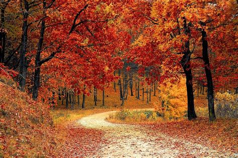 Fall Autumn Red Season Woods Nature Leaves Tree Colorful