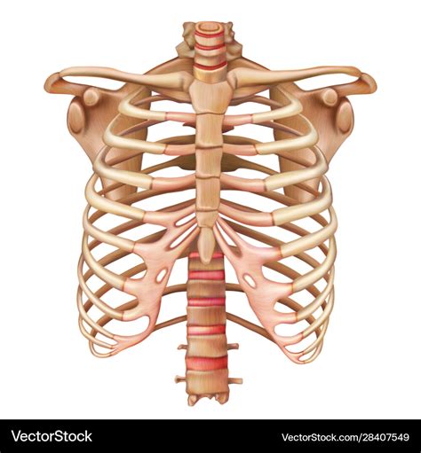 Rib Cage Anatomy Labeled Vector Illustration Diagram Medical Human