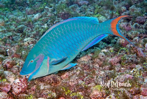 A Visit To Fernando De Noronha Above And Below Blenny Watcher