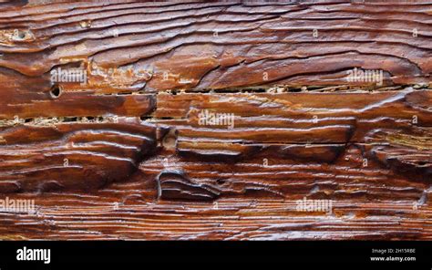 Texture Close Up Photo Of Varnished Wood Log Stock Photo Alamy