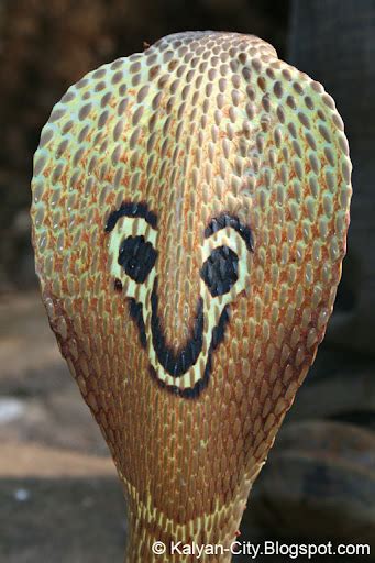 Indian Cobra Spectacled Cobra Common Cobra Naja Naja Photo