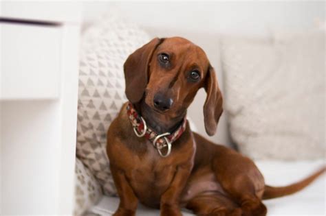 9 Secret Tips On How To Play With A Dachshund Alpha Trained Dog