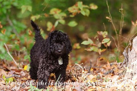 Barbet French Water Dog Theo Water Dog Fluffy Animals Dogs