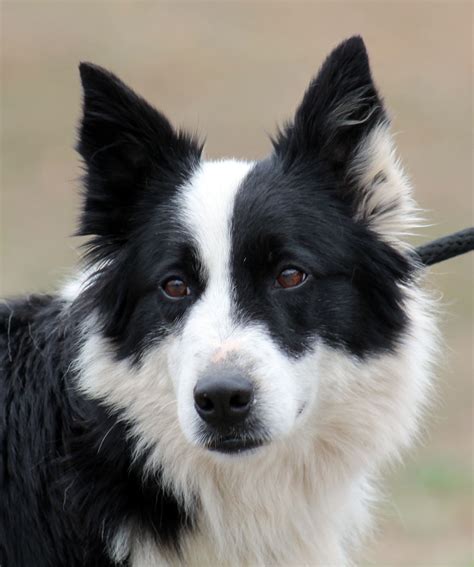 Pin on Dogs for Adoption