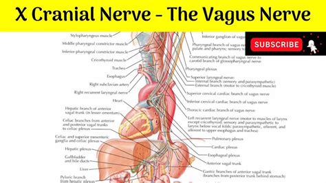 Tenth Cranial Nerve The Vagus Nerve Nucleus Of Origin Course My Xxx