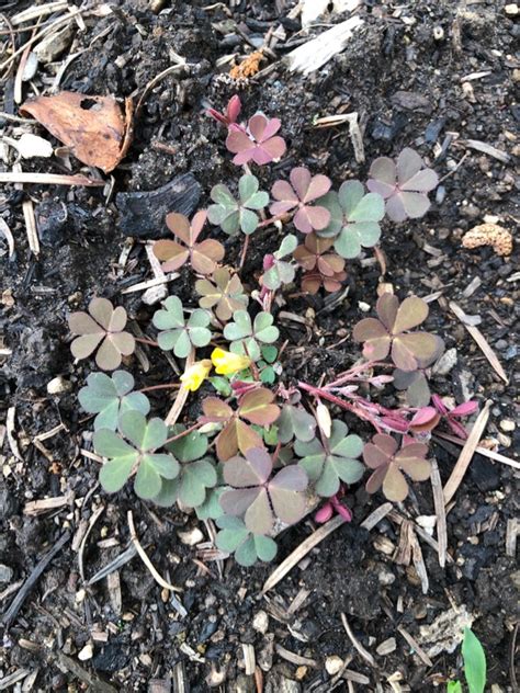 Identification Is This Reddish Weed A Variety Of Clover Gardening