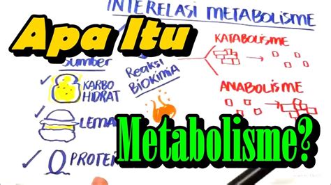 Apa Itu Metabolisme Anabolisme Dan Katabolisme Youtube