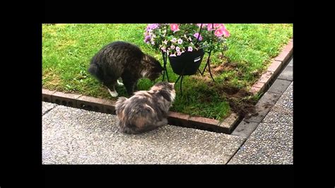 How to get rid of moles in your yard. My Cats Trying to Catch a Mole in my Yard for Hours - YouTube