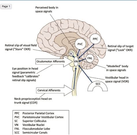 2 Manual Techniques Are Better Than 1 For Cervicogenic Dizziness