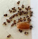 Images of Cockroach Egg Sack