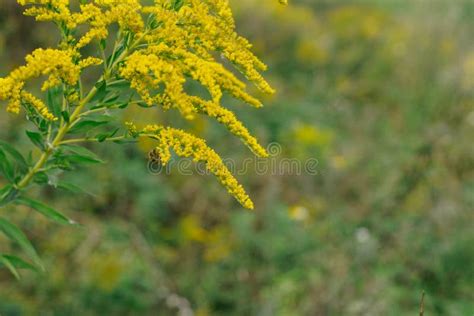 Yellow Flowers Of Goldenrod Weed Culture Grows In The Field Stock