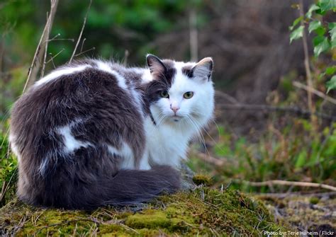 Interesting Facts About Norwegian Forest Cats Just Fun Facts