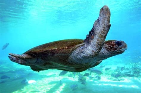 Sea Turtle Australian Wildlife Society