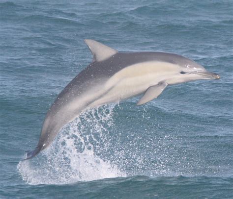 Common Dolphin Jump Sequence 2 Common Dolphin Jump Sequenc Flickr