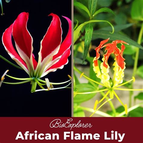 African Flame Lily Flower Gloriosa Superba Wildflower Bioexplorer