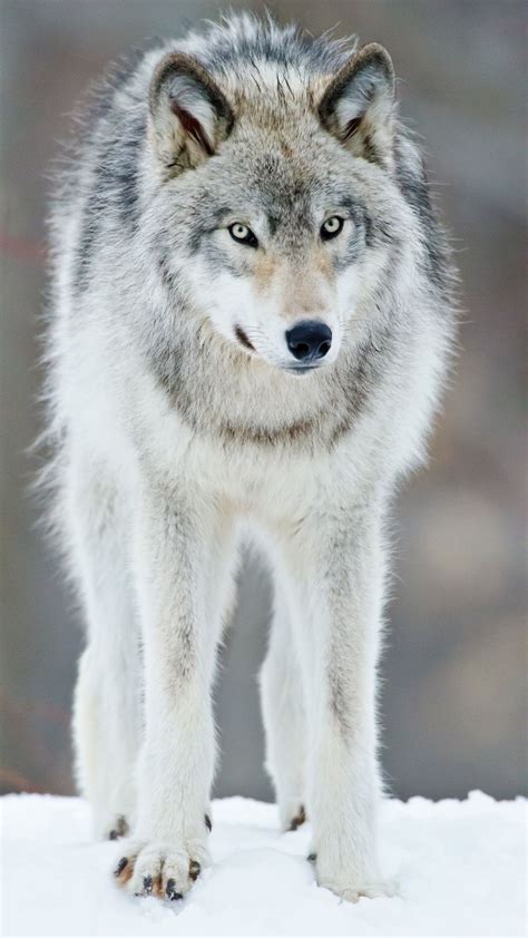 Grey Wolf Quebec Canada Wolfs Heart Pinterest Gray Wolf Wolf