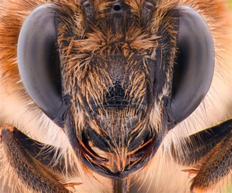 Insects Mouth Parts Lets Talk Science