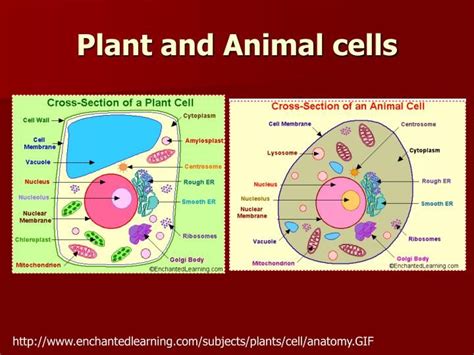 Membrane structure cell structure plasma membrane cell membrane extracellular fluid cell theory a level biology biology revision cell biology. Plant Cells | Plant and animal cells, Animal cell, Plant cell