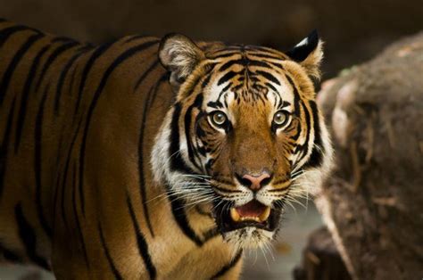 Последние твиты от club atlético tigre (@catigreoficial). Tigre positiva al coronavirus in uno zoo di New York ...