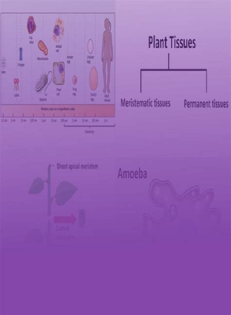 Top 130 Differentiate Between Plant Tissue And Animal Tissue