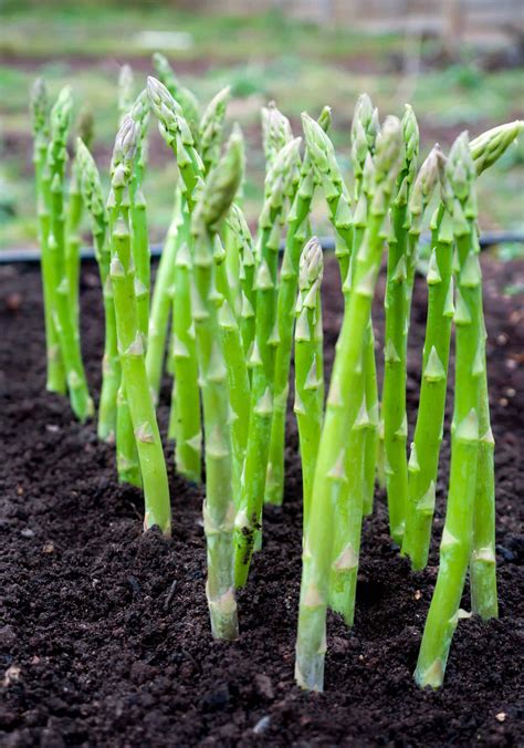 How to Plant, Grow, and Harvest Asparagus