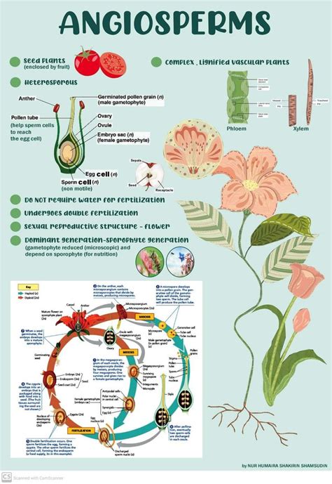 Angiosperms Infographic Biology Plants Biology Lessons Learn Biology