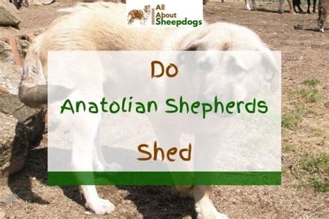 Do Anatolian Shepherds Shed Answered Puplore