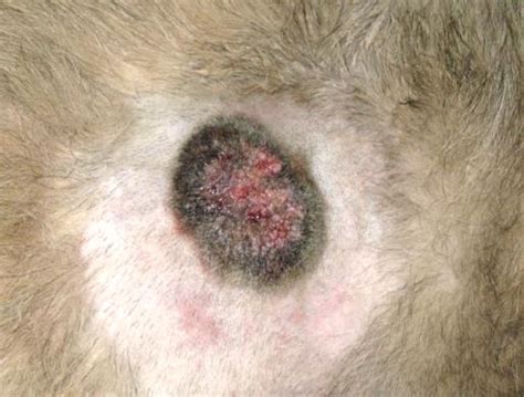 What Does Melanoma Look Like In Dogs