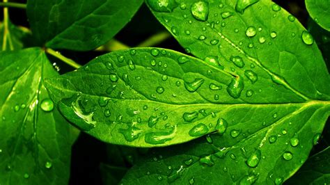 Download for free 65+ msi green wallpapers. Green Leaves Wallpapers | PixelsTalk.Net
