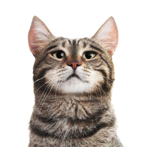 Portrait Of Cute Serious Cat Stock Photo Image Of Questionable
