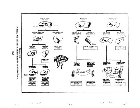 Figure 12 3 Pictorial Key Some Common Fleas In The United States