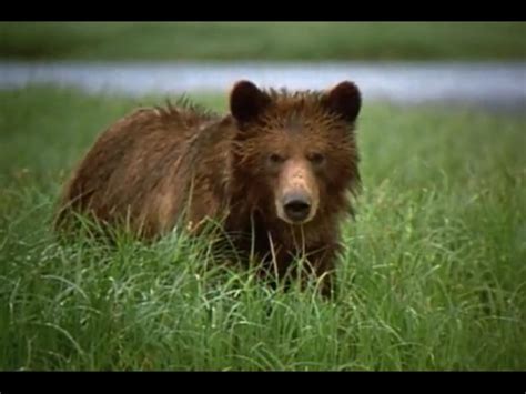 Encyclopaedia Of Babies Of Beautiful Wild Animals The Brown Bear Cub