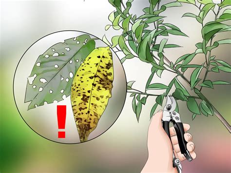 3 Ways To Prune A Cherry Tree Wikihow