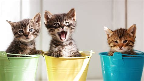 Funniest And Cutest Kittens Try Not To Say Aww Challenge