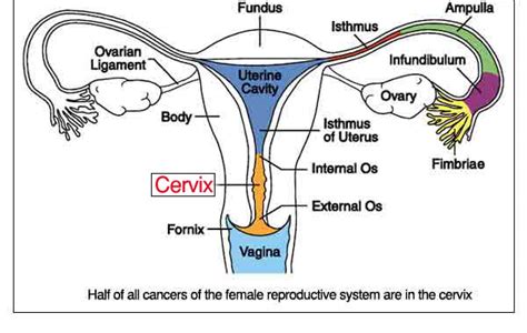 Female Reproductive System Parts Anatomy And Function How To Relief