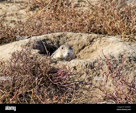 Black Tailed Prairie Dog Colony Hi Res Stock Photography And Images Alamy