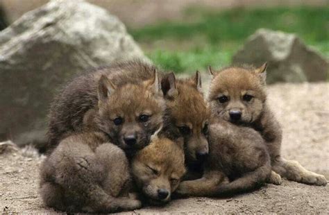 Pile Of Cute Wolf Pups Wolf Photos Wolf Pictures Wolf Images Wolf