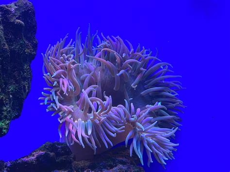 Premium Photo Sea Anemones In The Aquarium