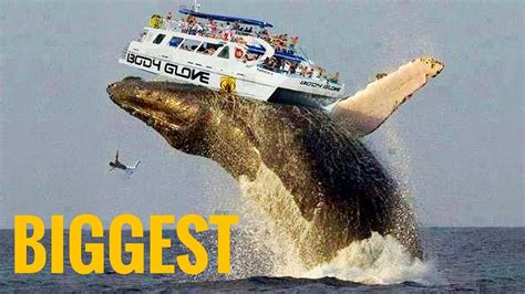 Top 10 Biggest Animals In The World Ever Top Animal Documentaries