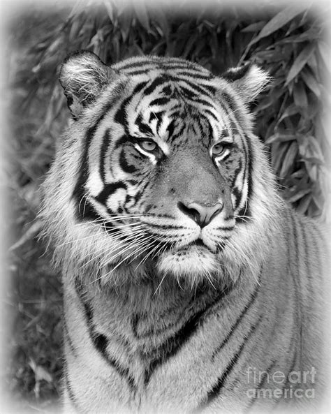 Black And White Tiger Photograph By Steve Mckinzie