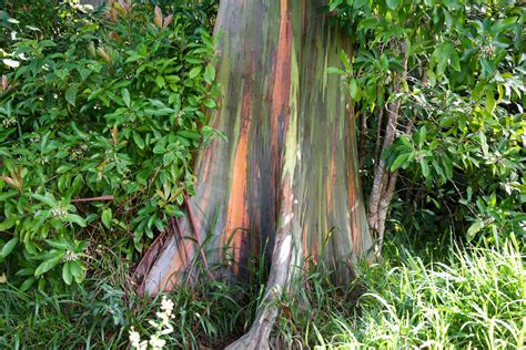 Rainbow Eucalyptus Tree Care And Growing Guide